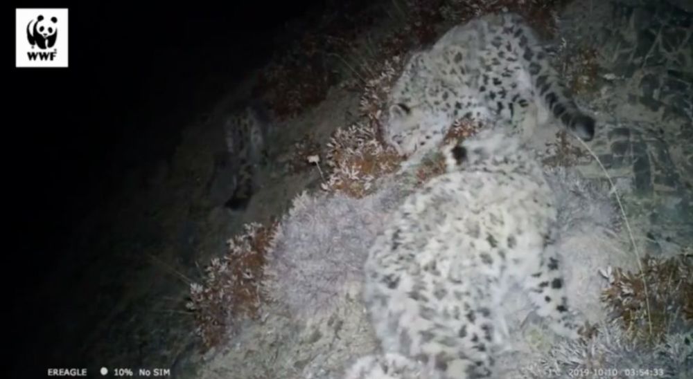 罕见！四只雪豹同框！