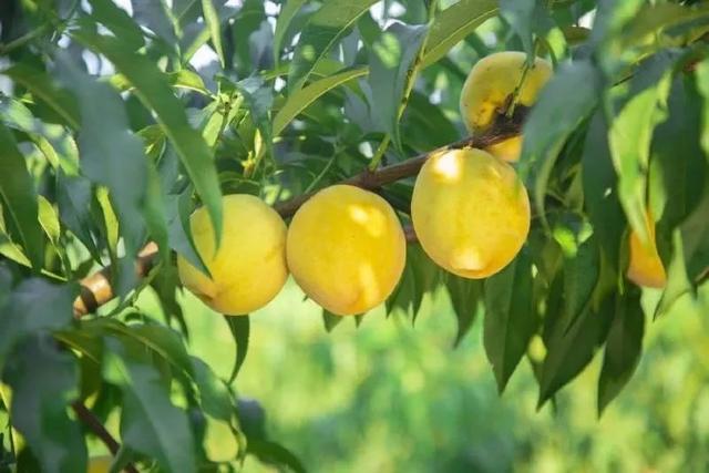 砀山黄桃罐头清香爽口好滋味