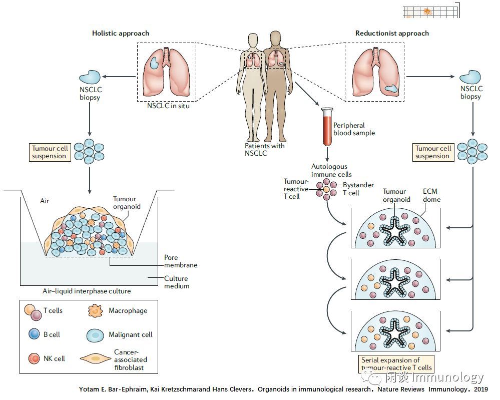 类器官:组织培养,科学研究与药物筛选_腾讯新闻