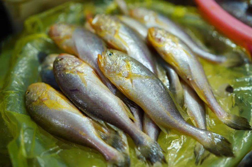 吕四时令海鲜价格走低!金钩虾40元每斤,半斤重板鱼35一斤