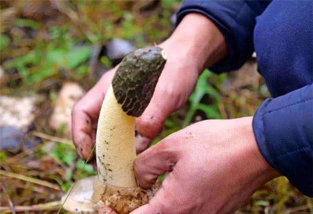 它有股难闻的鸡屎味,过去遭人唾弃,如今一斤上千元,遇到要珍惜