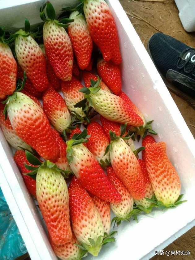 草莓新品种"香蕉草莓",种植前景怎么样?_腾讯新闻