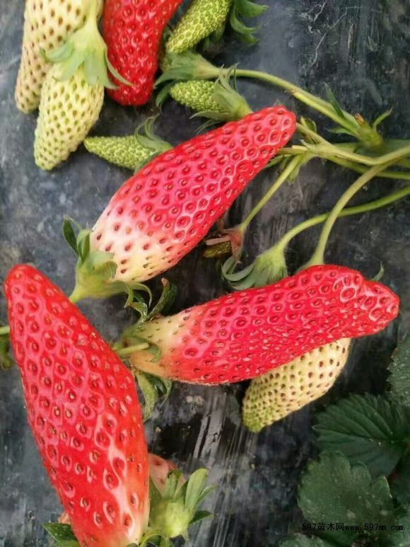 草莓新品种"香蕉草莓",种植前景怎么样?_腾讯新闻