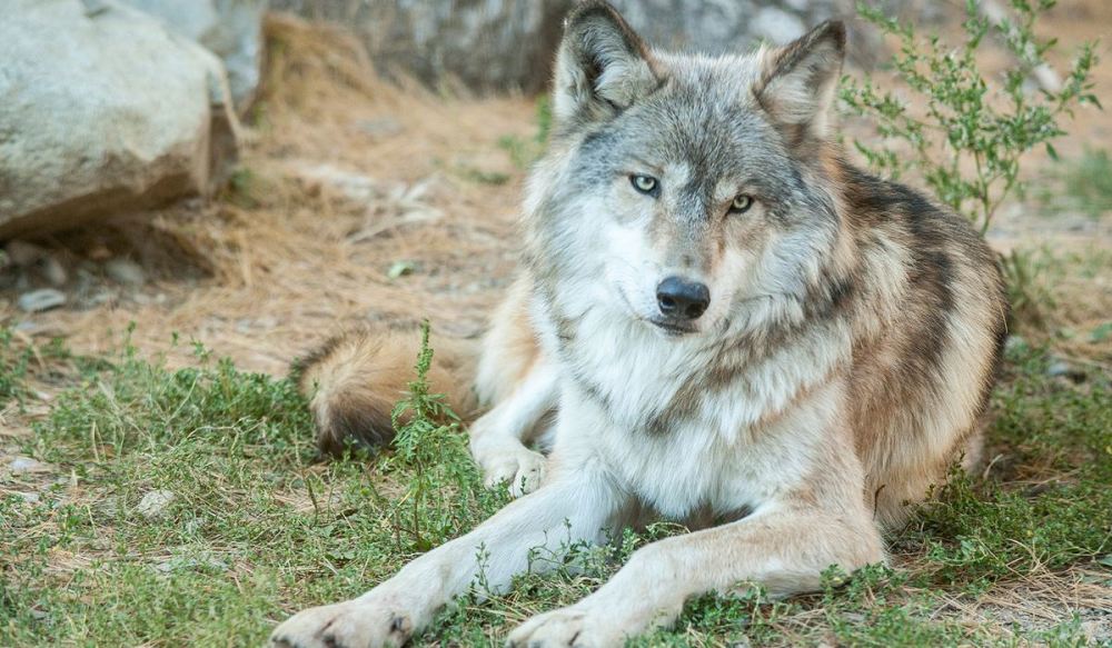 战斗力能与雌狮抗衡 世界上最大的犬科动物 北美灰狼 腾讯新闻