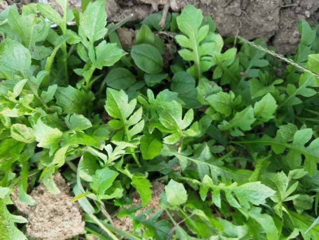一样是荠菜,"圆叶"和"尖叶"有啥区别?知道以后别再乱买了