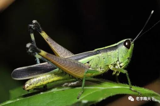 鸭子能灭蝗虫吗