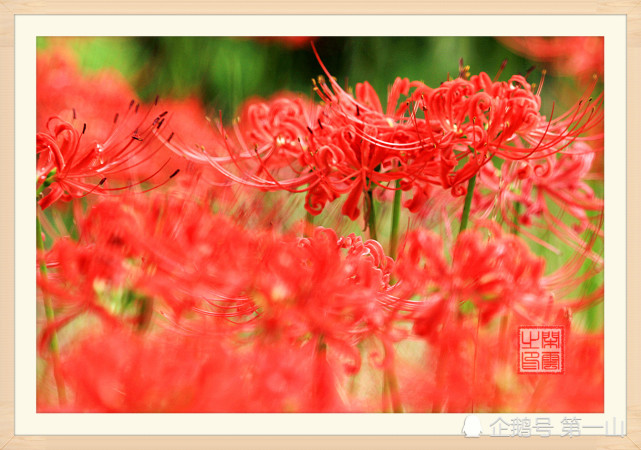 彼岸花(学名:红花石蒜)彼岸花又被称为"无情无义"的花. (来自:第一山)