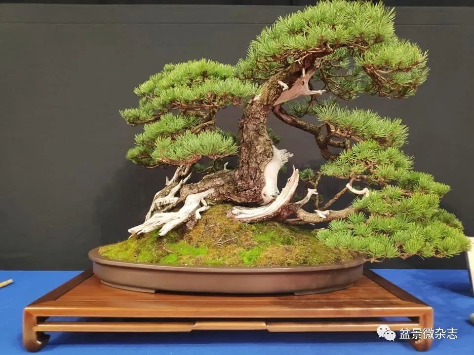 全球新冠疫情影响下的国际盆景大会2020年比利时盆景协会杯大展