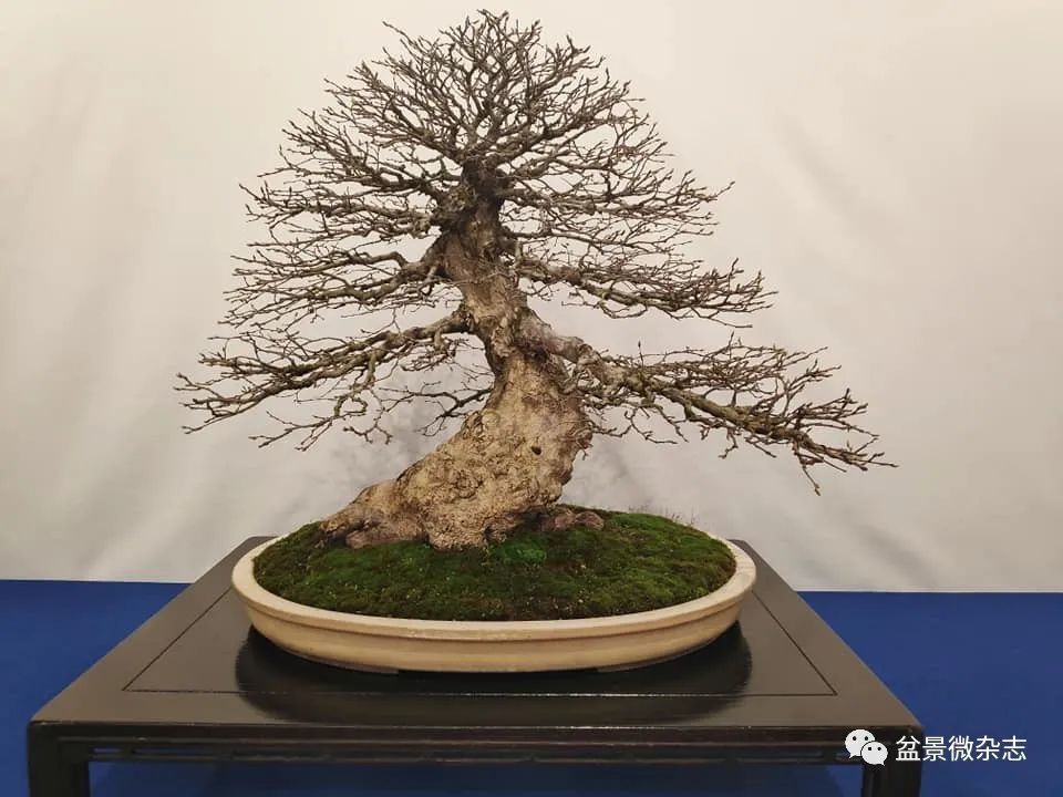 全球新冠疫情影响下的国际盆景大会2020年比利时盆景协会杯大展