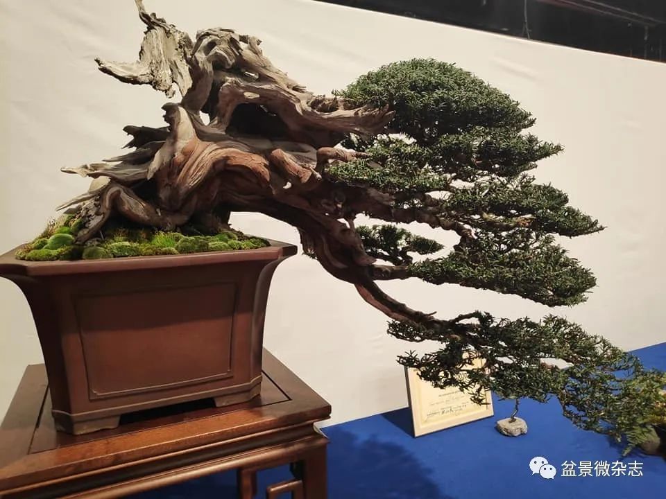 全球新冠疫情影响下的国际盆景大会2020年比利时盆景协会杯大展