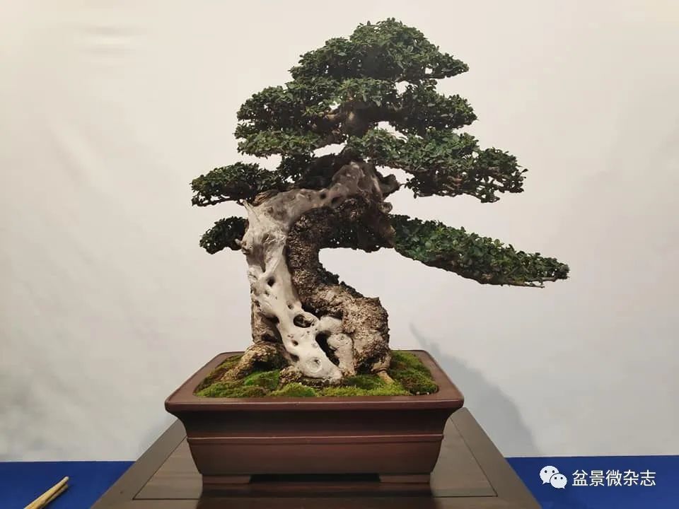 全球新冠疫情影响下的国际盆景大会2020年比利时盆景协会杯大展