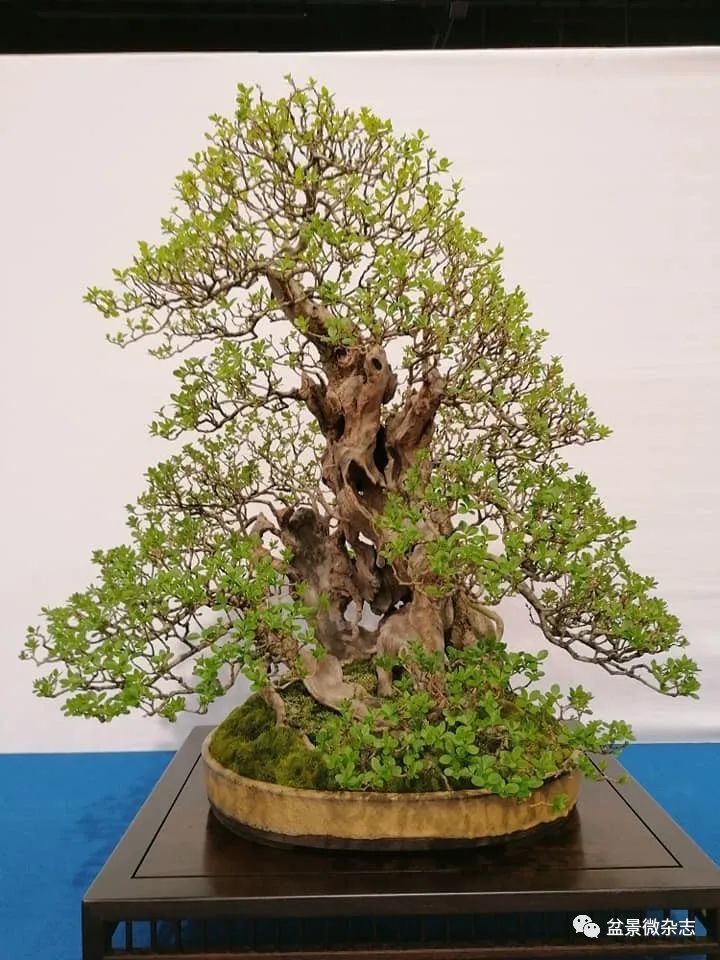 全球新冠疫情影响下的国际盆景大会2020年比利时盆景协会杯大展