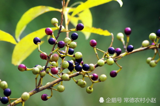 山胡椒和木姜子有区别吗有什么作用