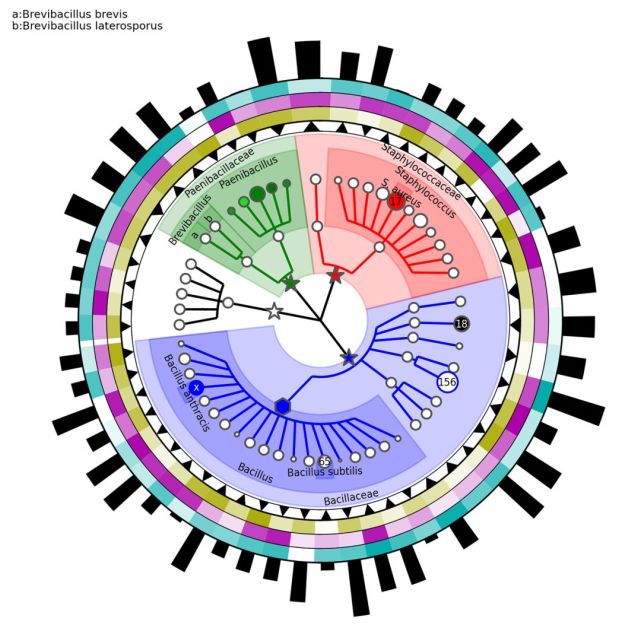 graphlan教程中文版——超炫物種樹進化樹繪製