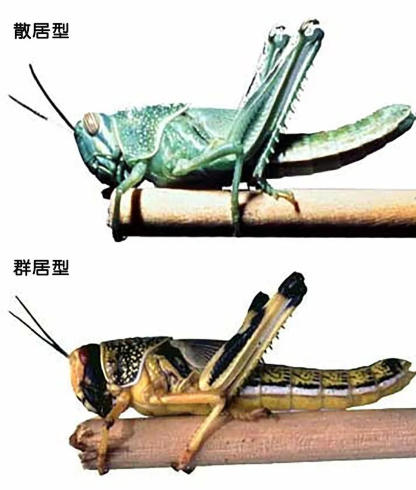 多国遭遇沙漠蝗灾害聚群蝗虫的三大武器是啥