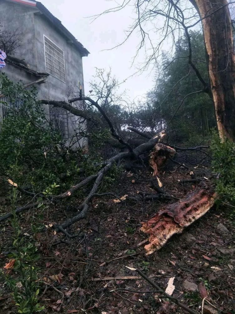 夹山中坪一千年古树遭雷劈……_腾讯新闻