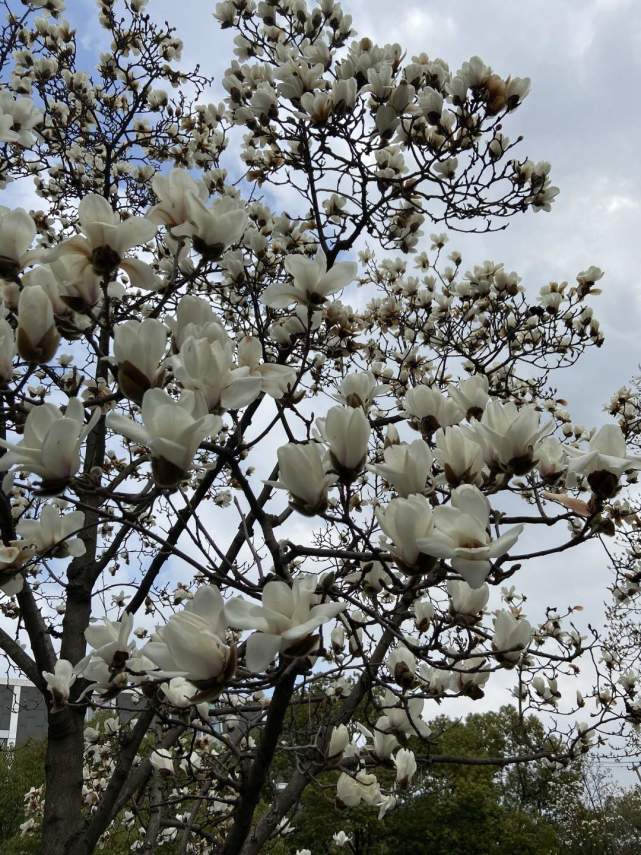 "云赏花":白玉兰绽放沪上