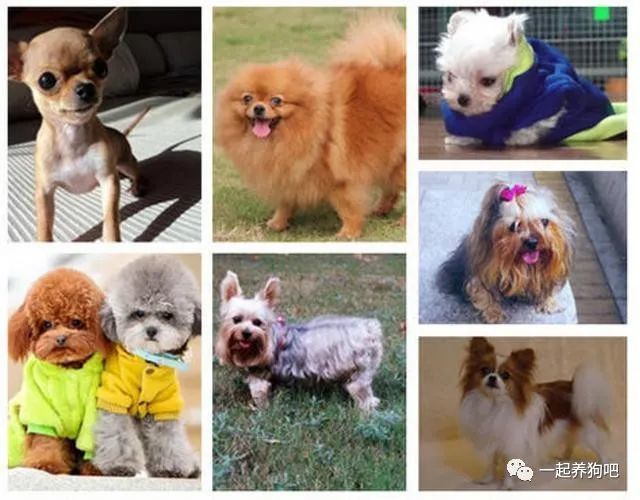 当初就是这6大好处 让我决定饲养小型犬 腾讯新闻