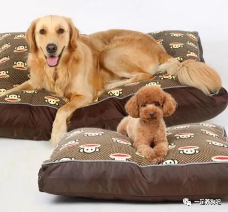 当初就是这6大好处 让我决定饲养小型犬 狗窝 狗狗 狗粮