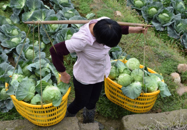 过去肩挑300斤的农民村村有,为何现在没有了?老农:逼出来的