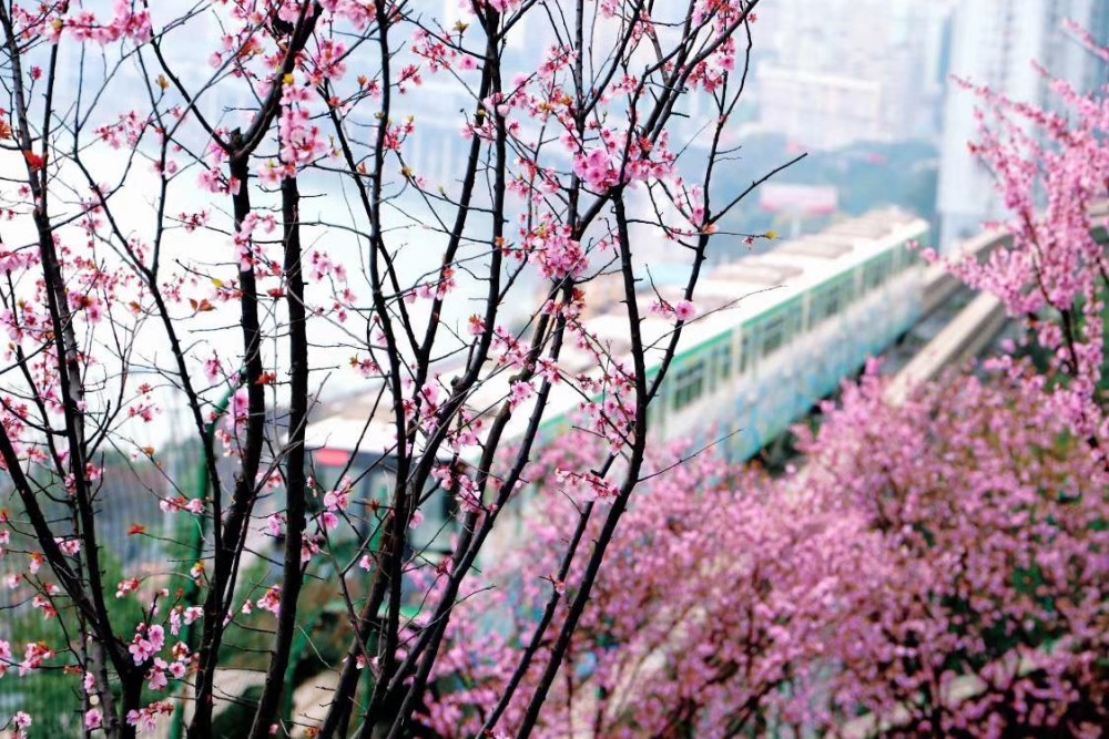 重庆佛图关轻轨穿花海春天来了