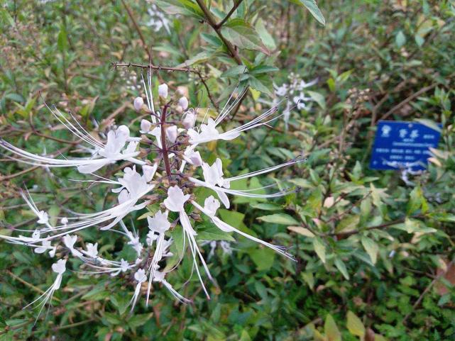 俗称肾草是民间打结石良药如今稀少珍贵遇到记得摘回家