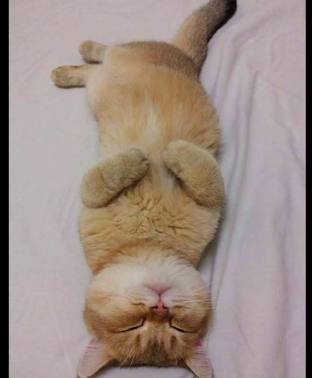 网友出差3天很担心猫,回来却看见它在睡觉,猫:独自在家真舒坦_腾讯新