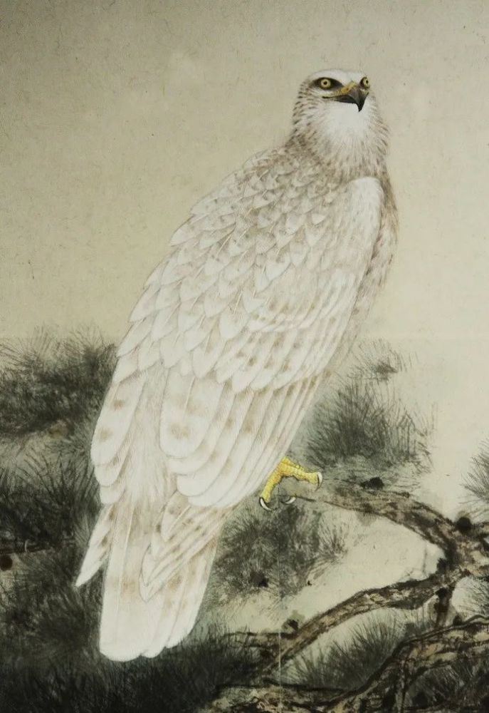 《白鹰》田世光作《鸳鸯》任重作