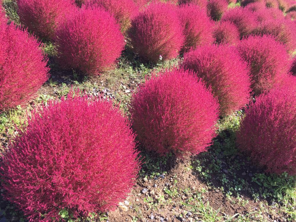 农村被遗忘的"扫把草",到了日本却身价倍增,吸引无数游客