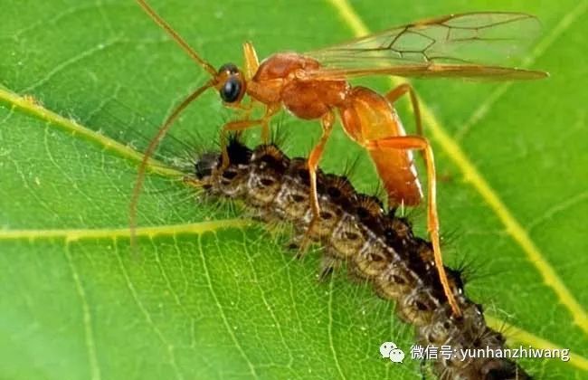 蚜虫有哪些天敌?_腾讯新闻