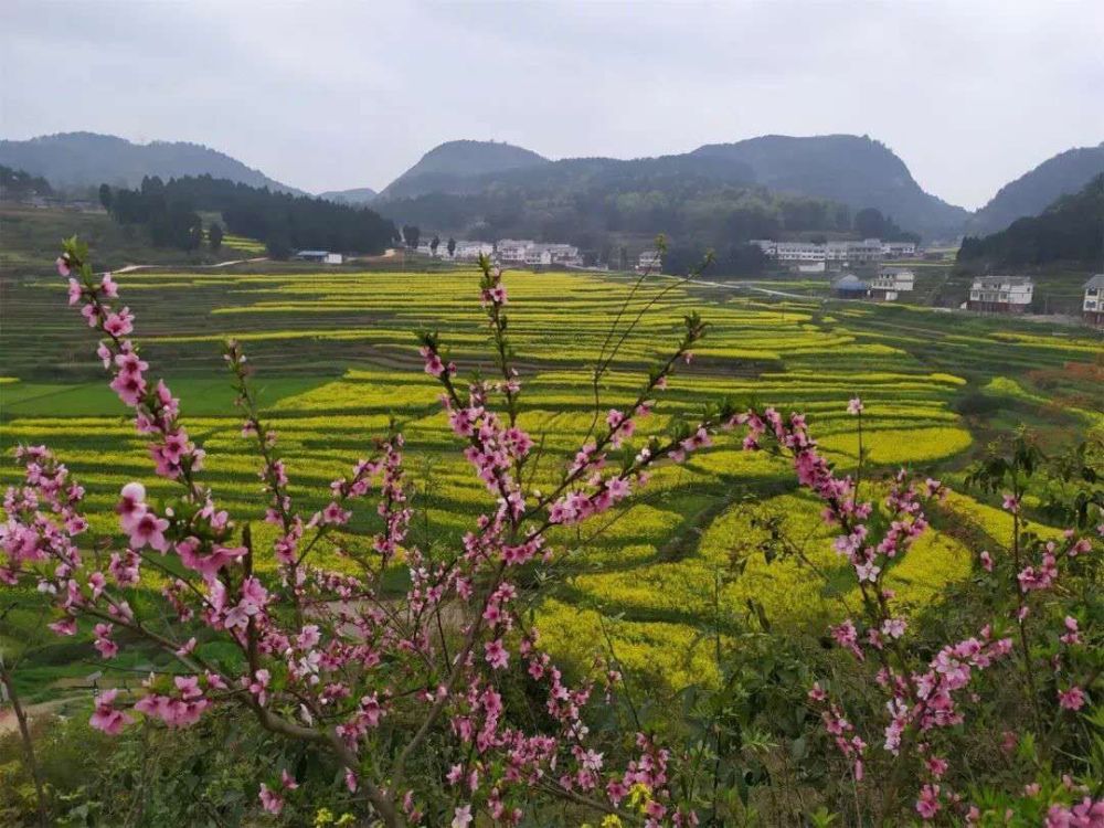 遵義這些地方油菜花全都開了春天氣息撲面而來