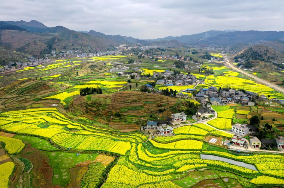 遵义这些地方油菜花全都开了,春天气息扑面而来!_腾讯新闻