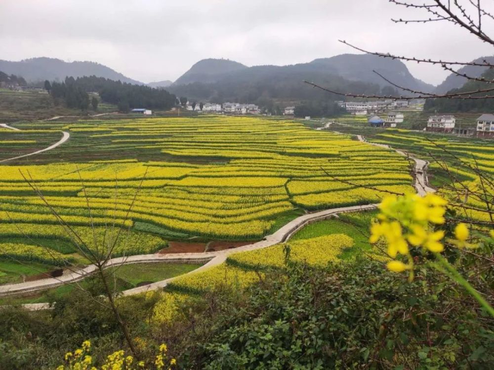 遵義這些地方油菜花全都開了春天氣息撲面而來