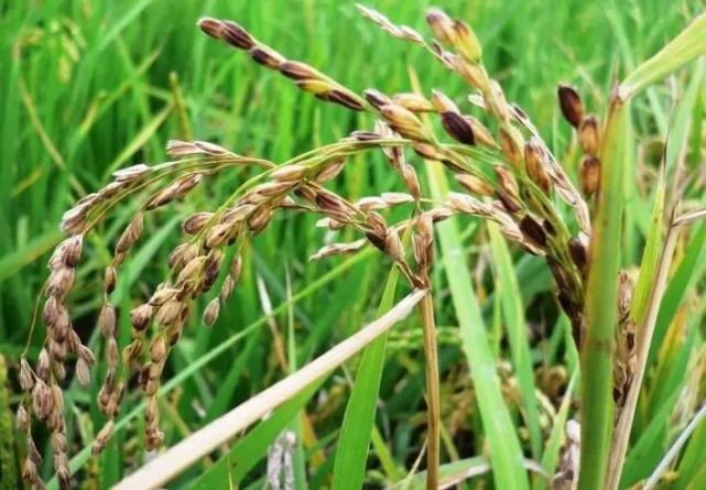 水稻穗腐病的危害与防治