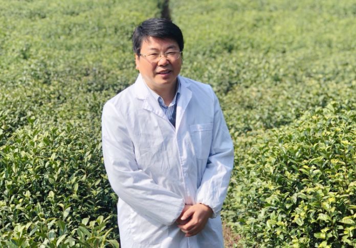 徐德良毫茶采用碧螺春炒制技术加工,同样都是白毫批覆,清香扑鼻.