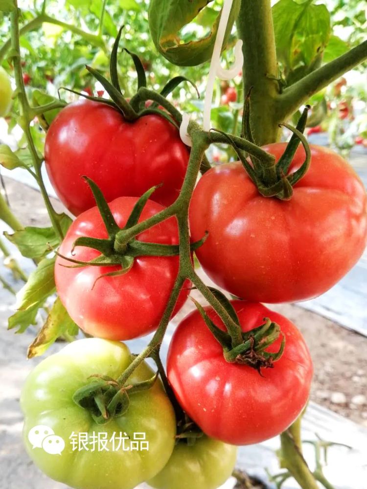 连湖西红柿的头茬成熟期银报优品已和连湖农场双丰蔬菜公司正式达成