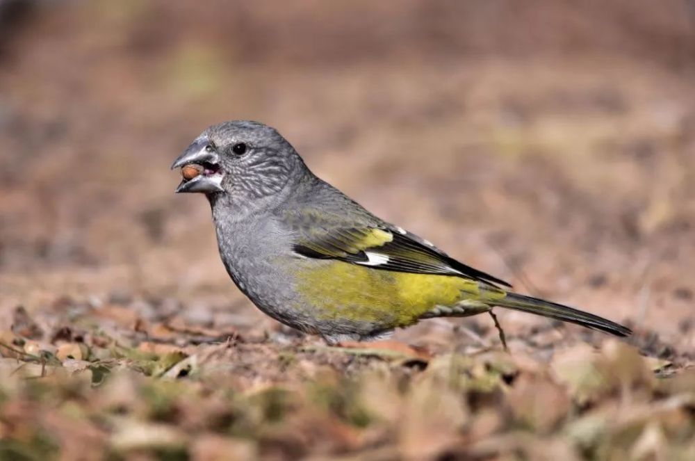 世界野生動植物宣傳日—鳥類科普