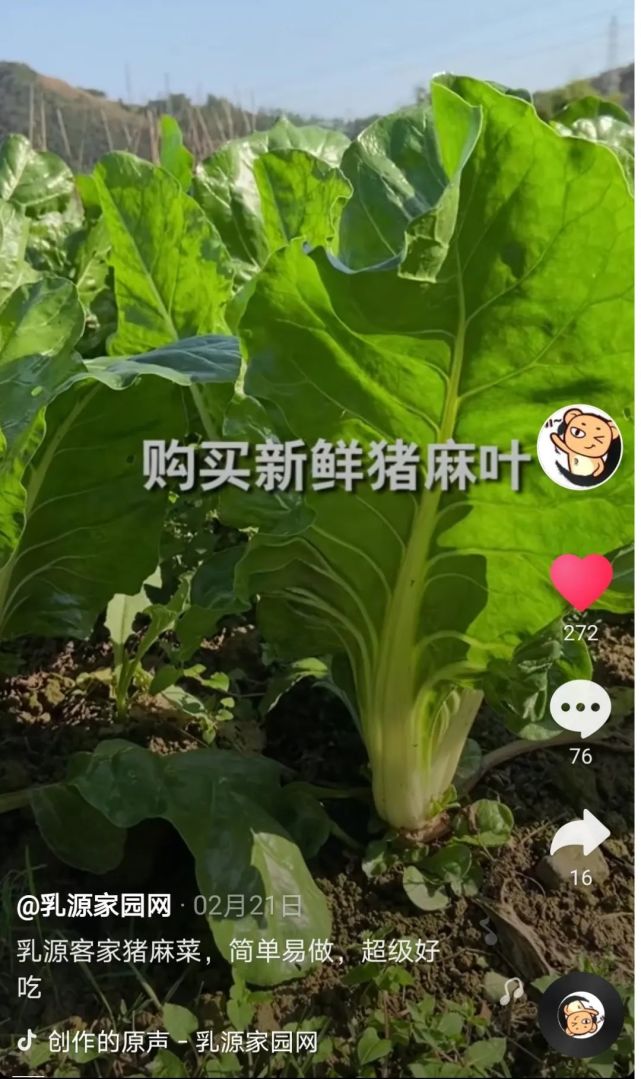 比如说 猪麻菜包 我来自大桥镇,我为大桥代言:馅料以素材为主,首选