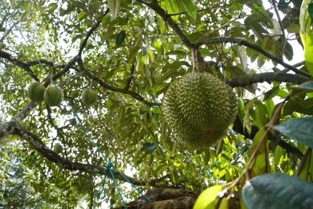 如果说金枕是"水果之王" 那甲仑绝对是"王中王" 甲仑是泰国古