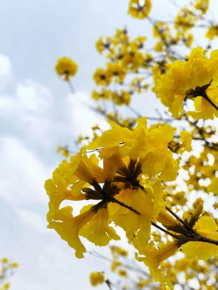 南宁江南公园万株黄花风铃迎春盛放