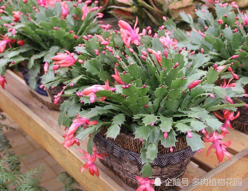 蟹爪兰|家庭养护蟹爪兰的实用技巧