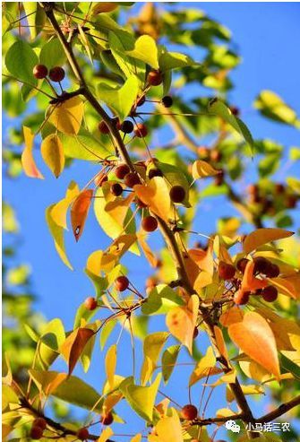 老农嘴里浑身是宝的杜梨树现在却很少见为啥看完懂了
