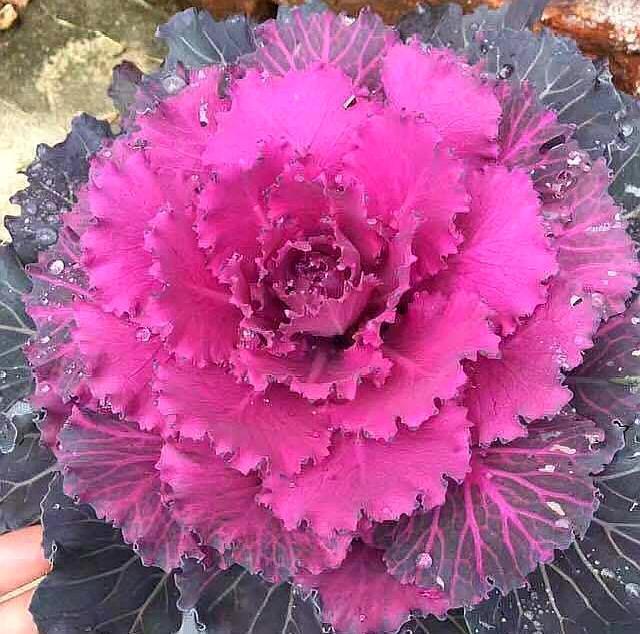 这植物名叫叶牡丹是菜也是花叶色鲜艳夺目能吃又能看