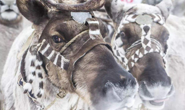 马奶|萨哈共和国|冬季|俄罗斯_旅游