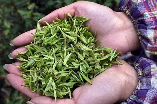 上虞春茶开摘,疫情挡不住那抹清香