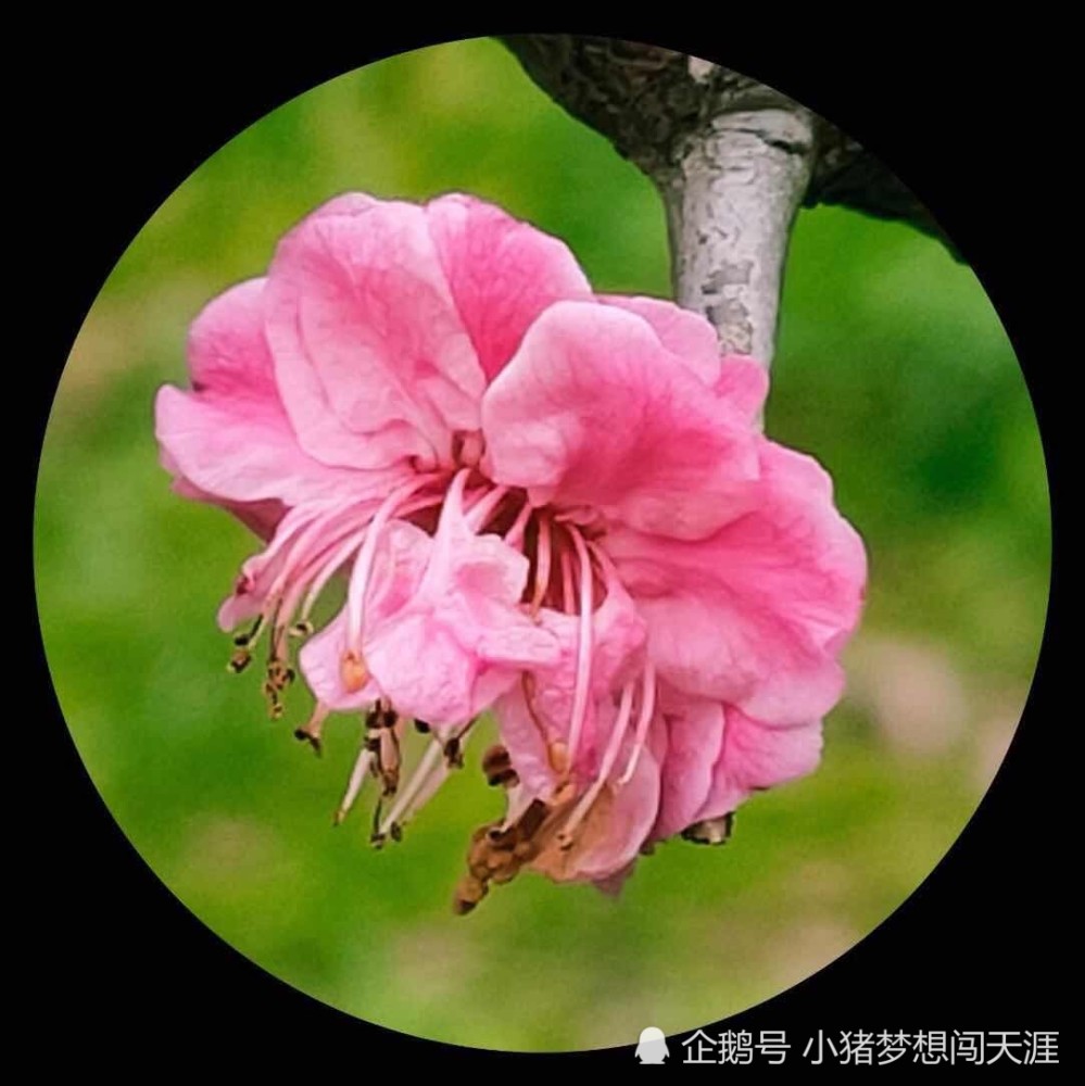 傲视风雪 凌寒盛开 之梅花篇 腾讯新闻