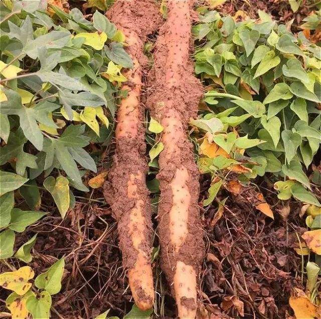 农村1种野山药如今少见了肉茎能长1米多只有壮汉才好挖