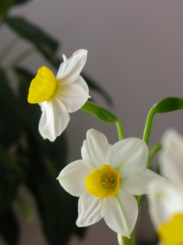 水仙案头添风韵_腾讯新闻