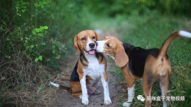 曾經的獵兔犬,現如今作為實驗犬經歷著非人般的折磨!