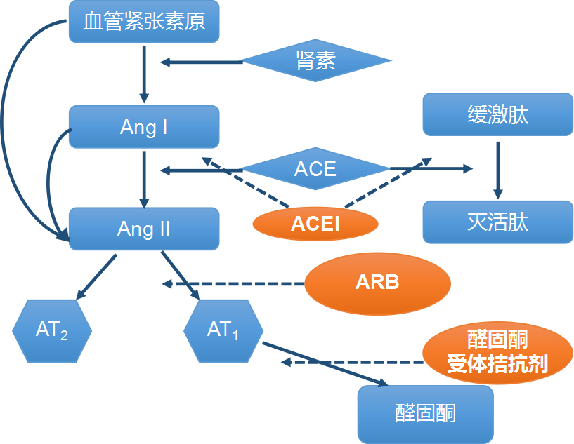 较真丨服用降压药会增加感染新冠病毒的风险吗